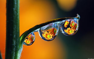 selective focus photography of dew drops HD wallpaper